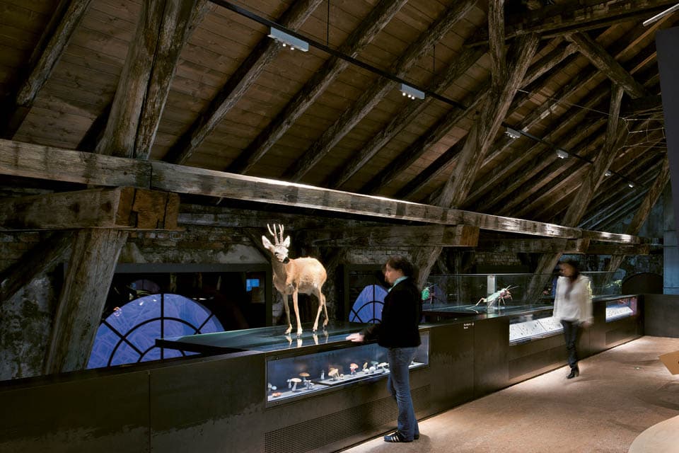 New Energy-Efficient Lighting Saves € 10,000 per Year at Nature Museum