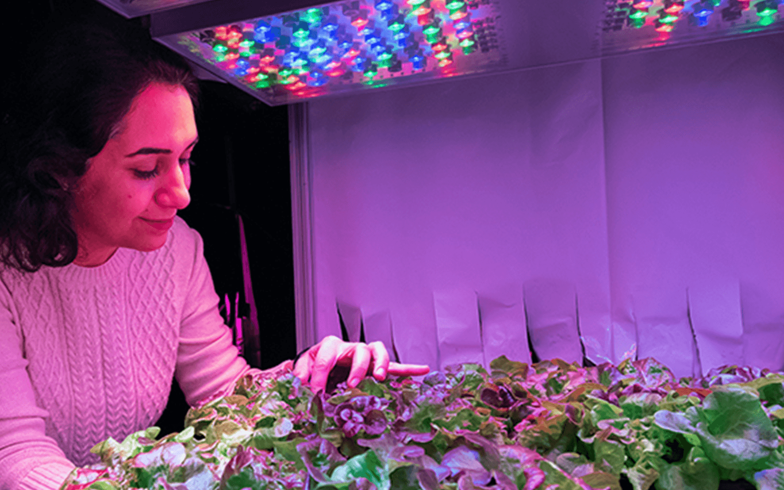 Fatemeh Sheibani, a PhD candidate in horticulture and landscape architecture, examines lettuce plants in a controlled environment chamber using LED lighting. Sheibani’s research focuses on finding the best strategy for using LEDs in vertical…