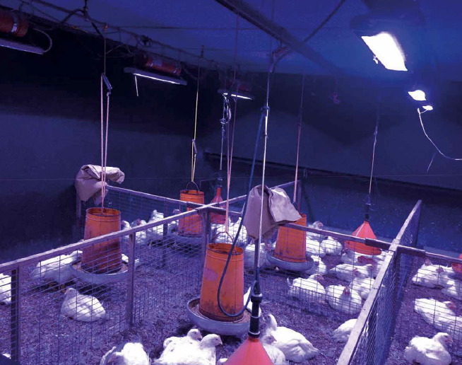 Bio-Effective Lighting for Humans, Livestock and Plants