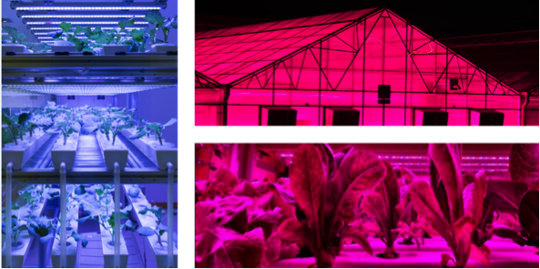 LEDs – The Future of Horticultural Lighting