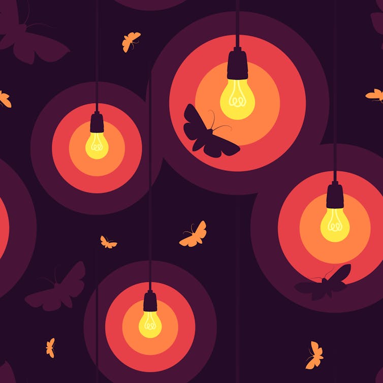 Pollinators: Switch Street Lights off at Midnight to Help Moths and Nocturnal Wildlife