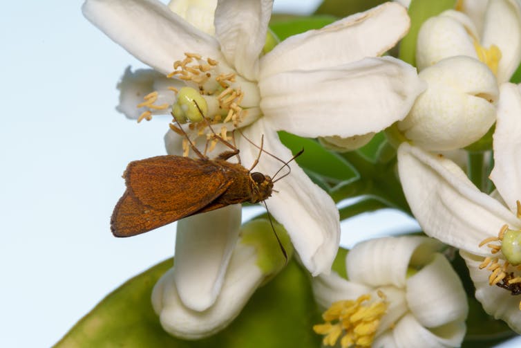 Pollinators: Switch Street Lights off at Midnight to Help Moths and Nocturnal Wildlife