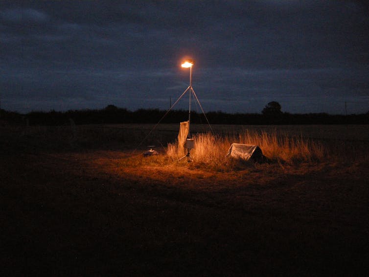Pollinators: Switch Street Lights off at Midnight to Help Moths and Nocturnal Wildlife