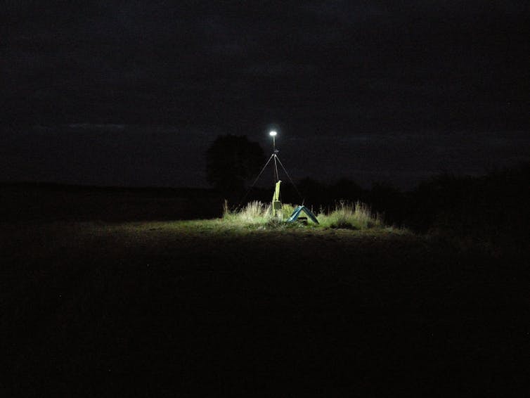 Pollinators: Switch Street Lights off at Midnight to Help Moths and Nocturnal Wildlife