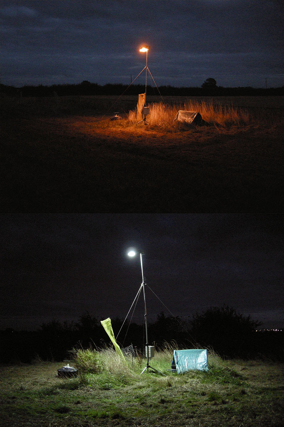 The Adverse Ecological Impacts of Light Pollution: LEDs' Role in Mitigation