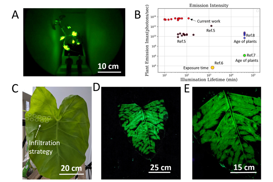 The Next Generation of Glowing Plants
