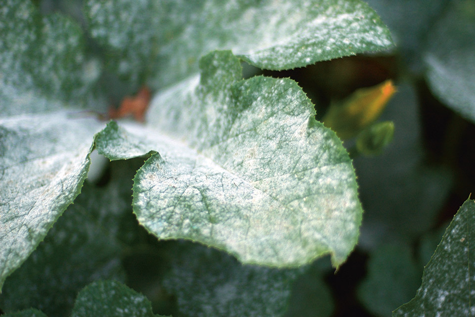 UV LED Technology for Emerging Applications in Agriculture